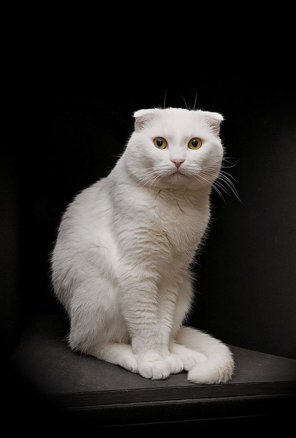 Portrait of a Friend (2007)