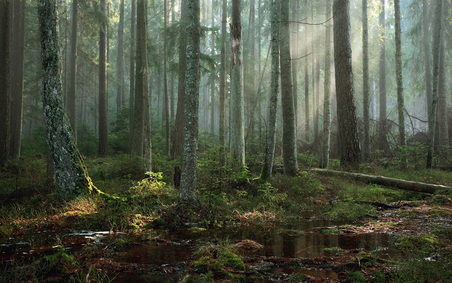 Morgen in den Urwald