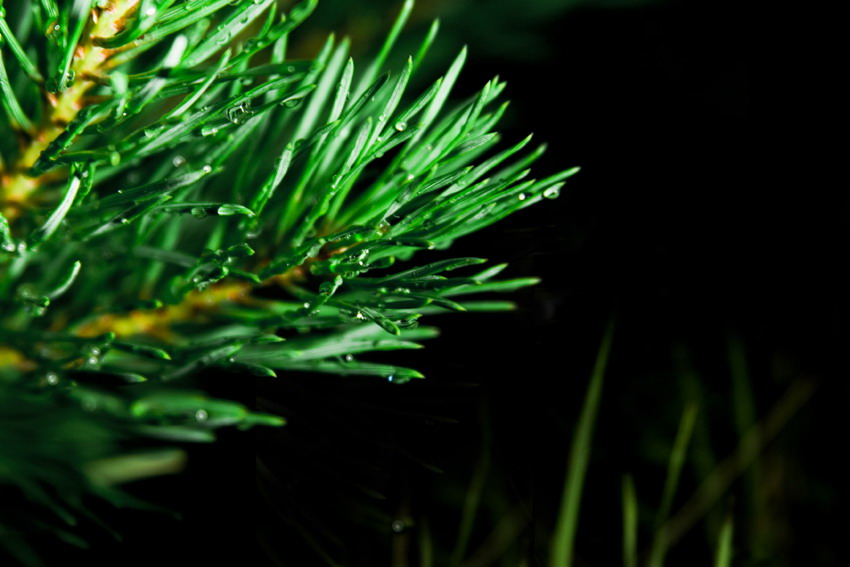 Sketch von Tröpfchen auf einem Ast:)