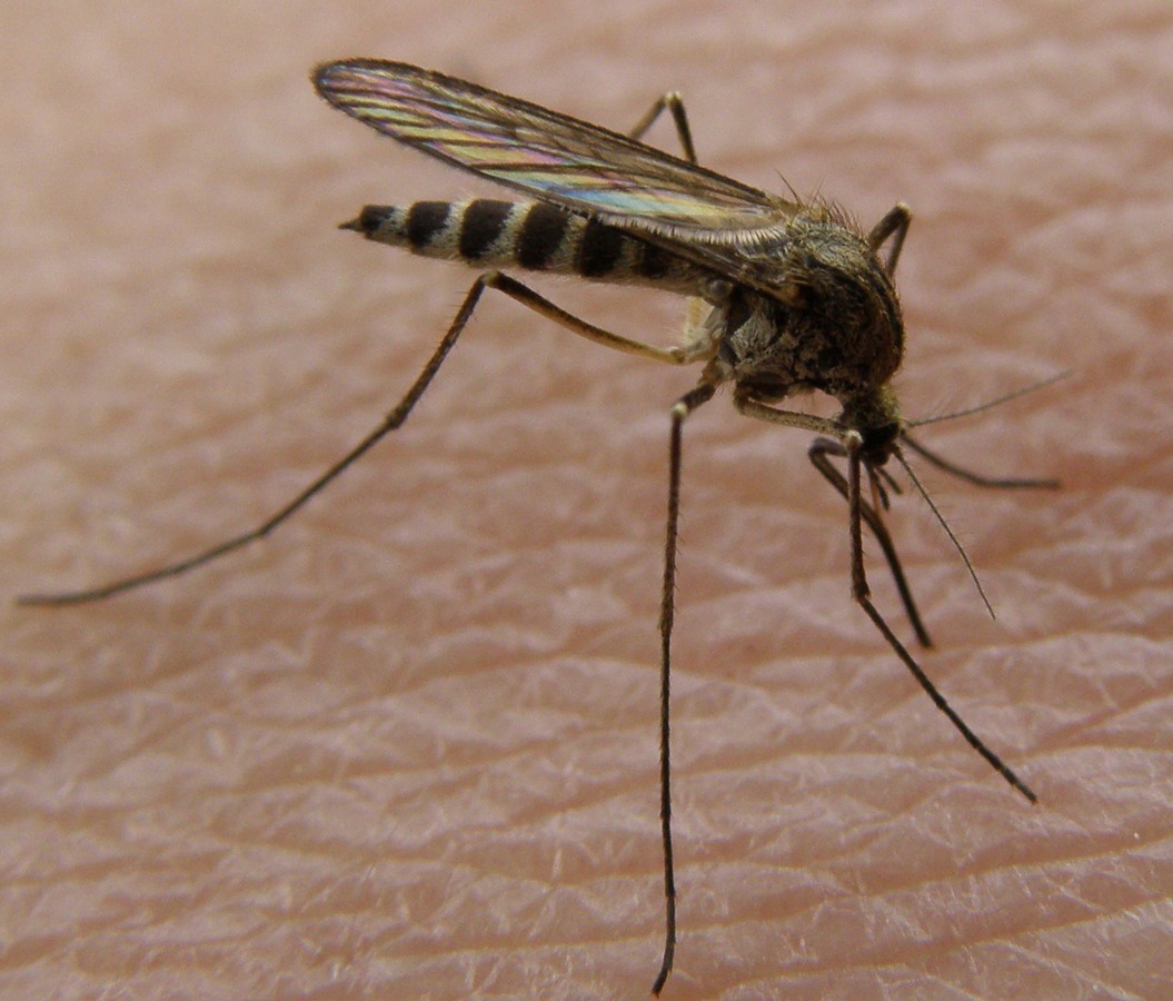 Kennen Sie die Gegner im Gesicht.