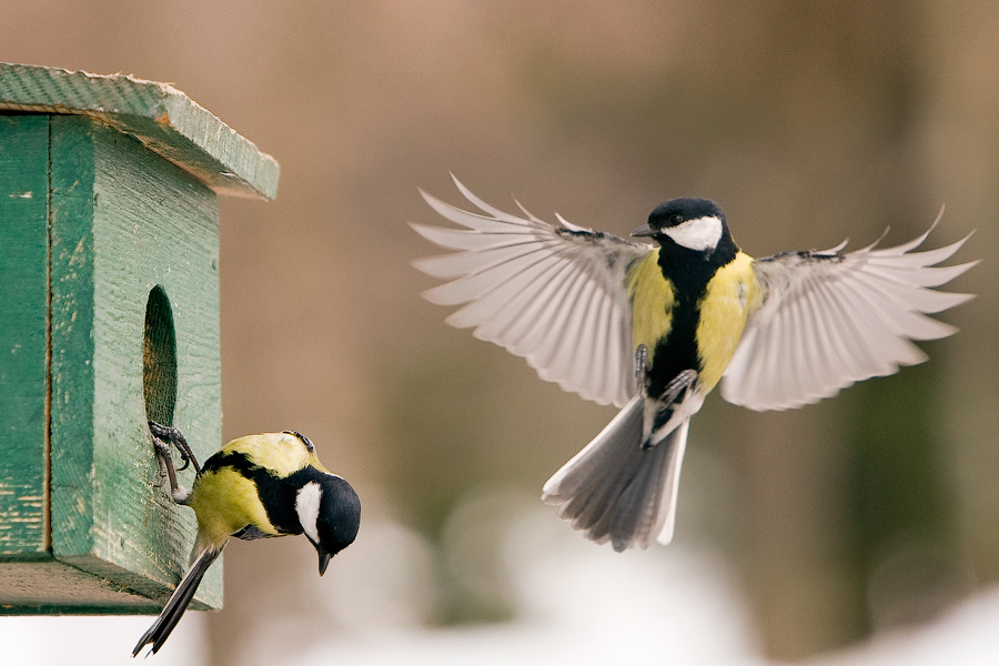 Lassen Sie mich wissen? "Ach, lassen ...