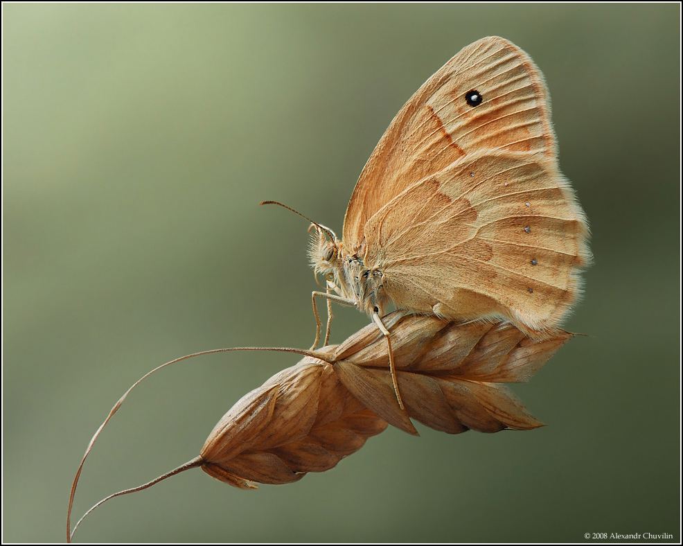 Armenischen sennitsa