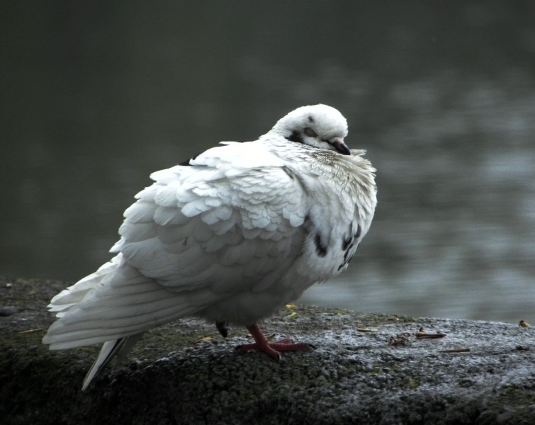 wenn die Taube schläft.