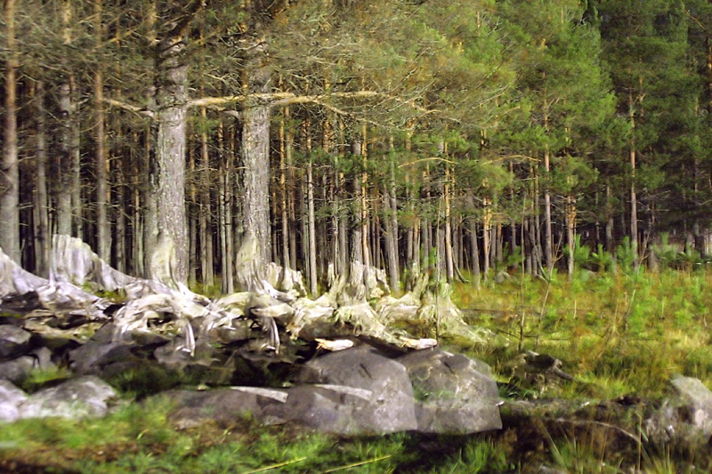 100 karelischen Lehrer