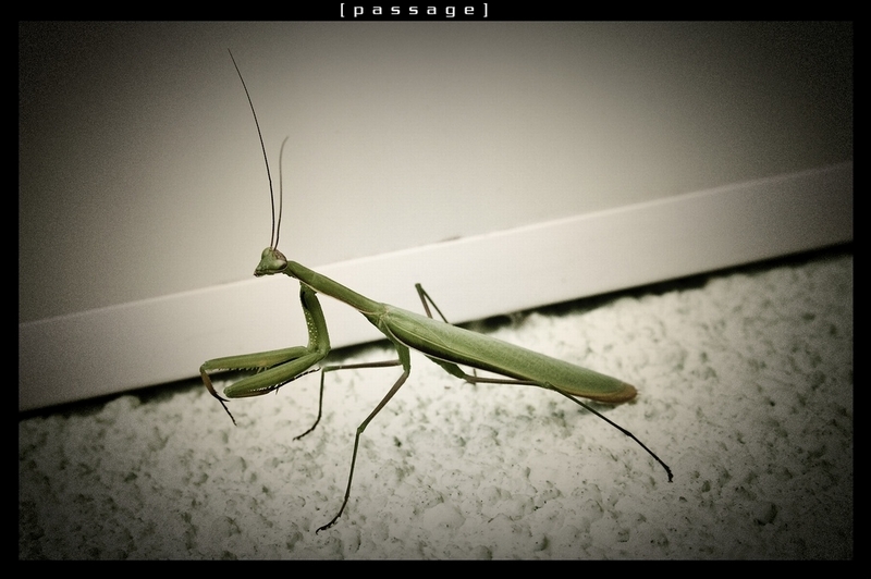 Mantis religiosa