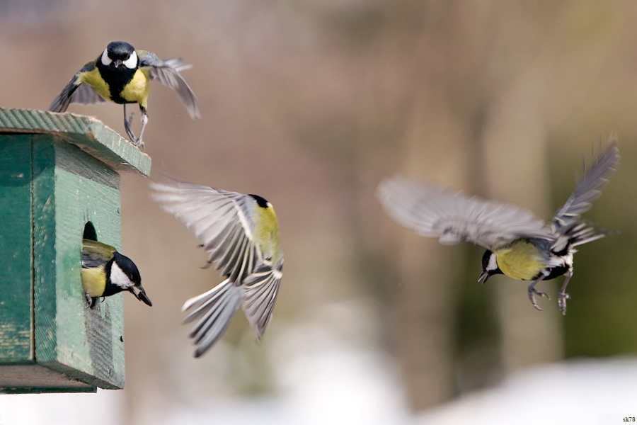 Shin-ichi vernichten