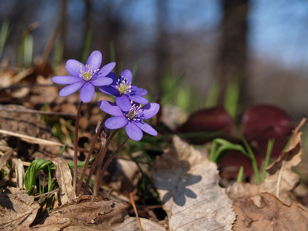 Blue Schneeglöckchen