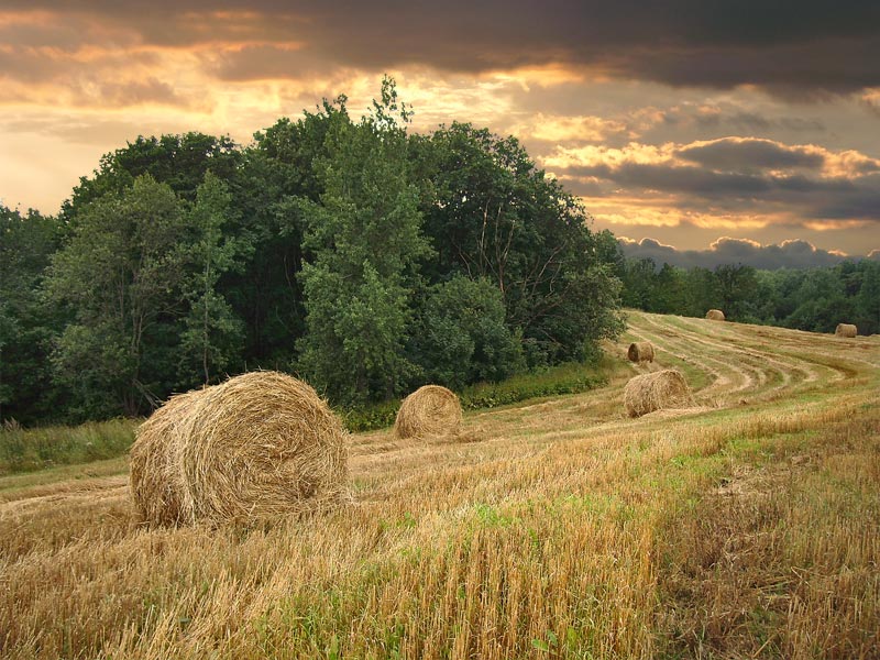 Die August-Rückgang
