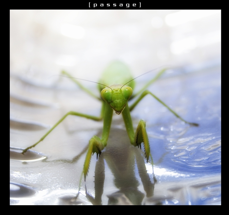 Mantis religiosa - 2