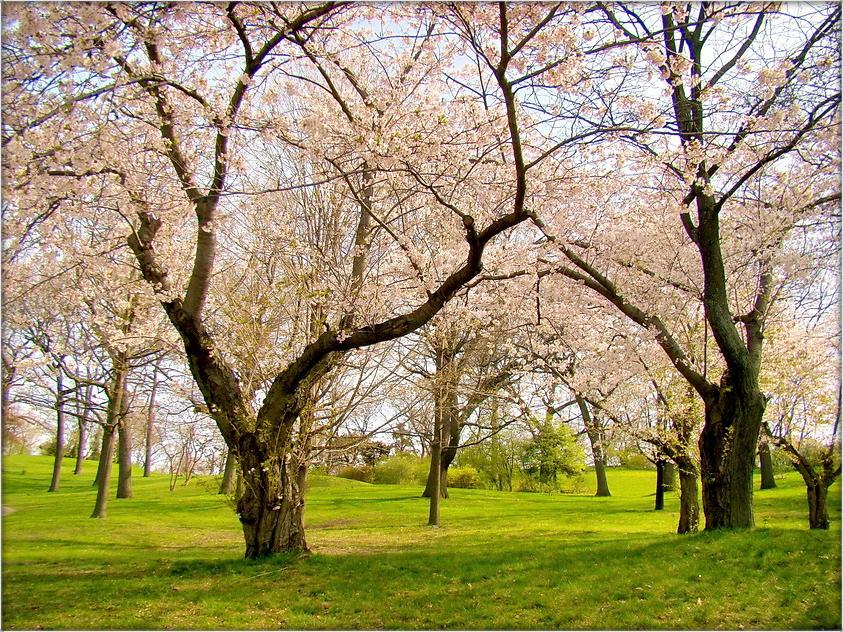und sogar ein Baumstumpf an einem Frühlingstag .. 2