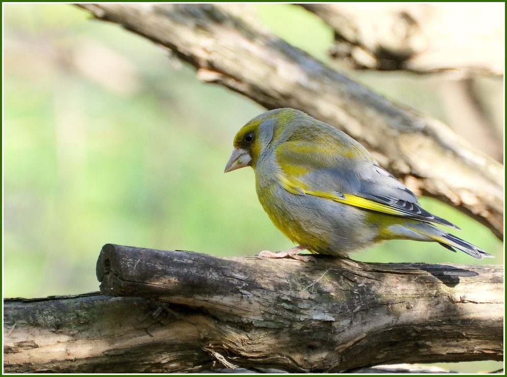 Spaziergang auf der Stange