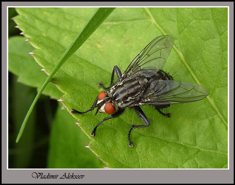 Zwei Turnschuhe an allen Pfoten