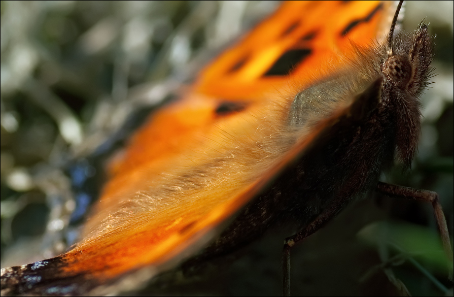 Urtikaria ist nicht nur ein wertvolles Fell ...