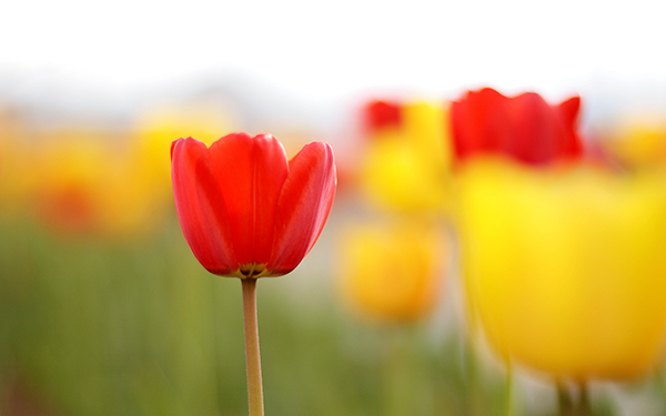 Frühling in vollem Gange
