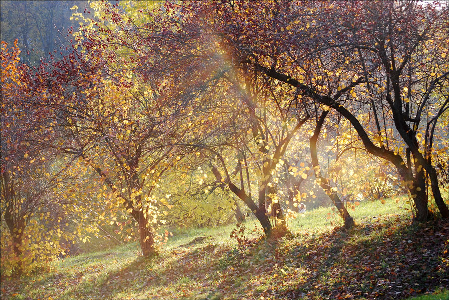 Über die Herbst-Saison, die Sonne und roten Beeren