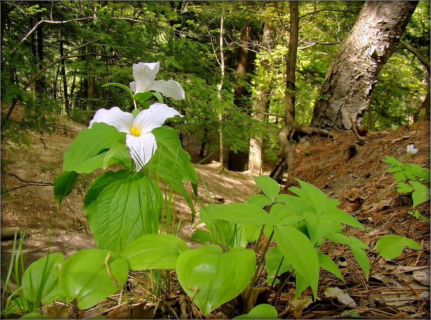 pryntsesa antaryyskaga Wald