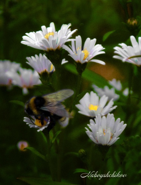 Ich möchte trinken ...