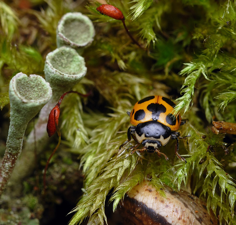 Im Dschungel alle die gleiche Person ..