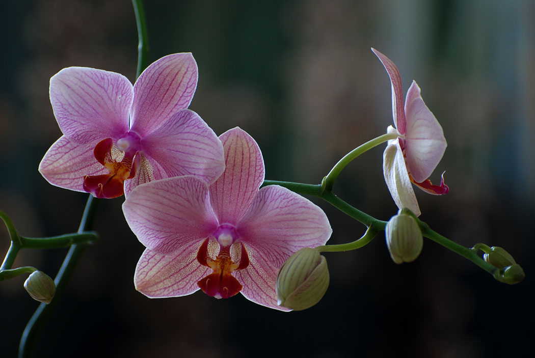Orchideen