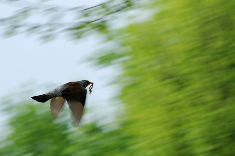 Willkommen Frühling