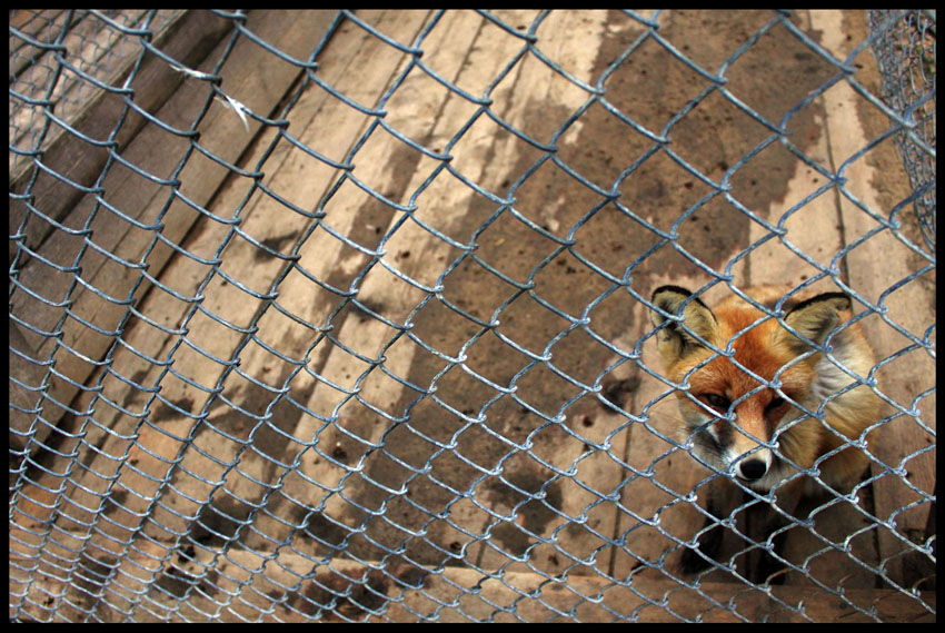 Living on a hope to be free