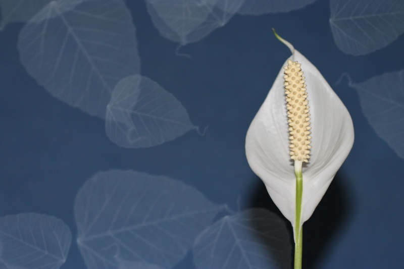 Spathiphyllum