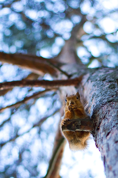 Frühstück auf der Natur