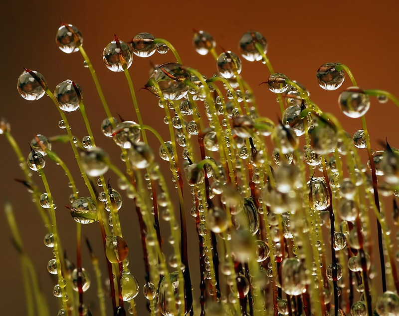 Frieden in der Welt ..