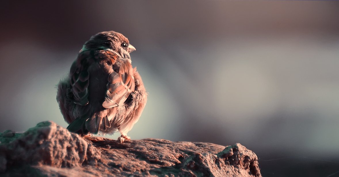 ... Der stolze Vogel
