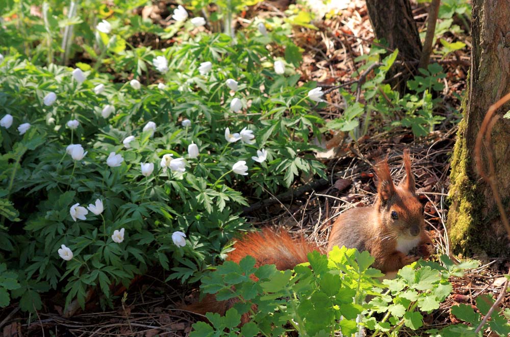 Frühstück im Frühling Wald