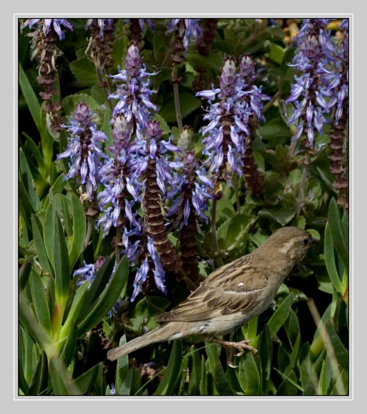 Sparrow in den Farben