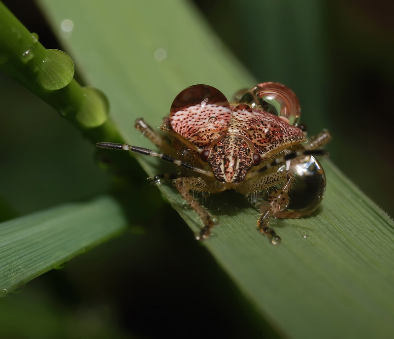 Ein unerwarteter regen ..