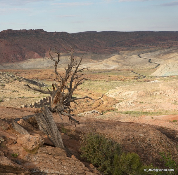 das Leben der Bäume