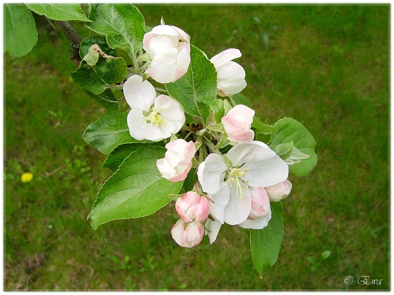 Erst im Mai den Gärten blühen.