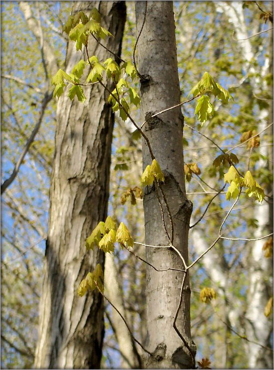 kalyandarny Haltung. Traven