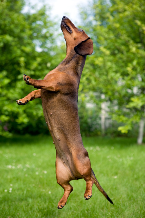 Dachshund Flughörnchen