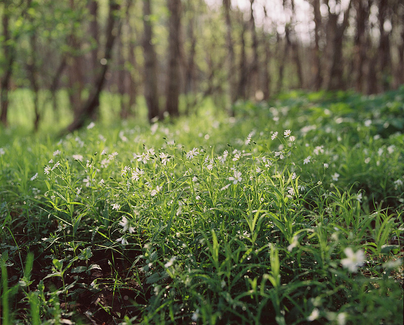 Fast am frühen Morgen in den Wald ...