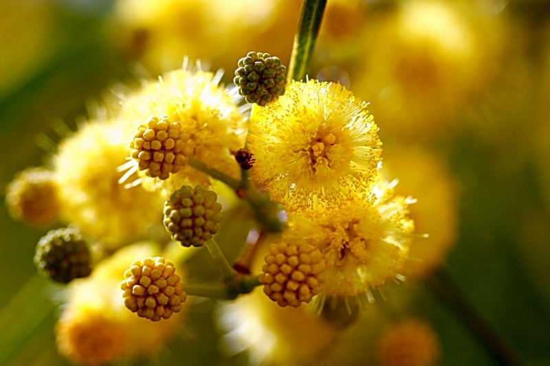 Sonne auf einem Zweig