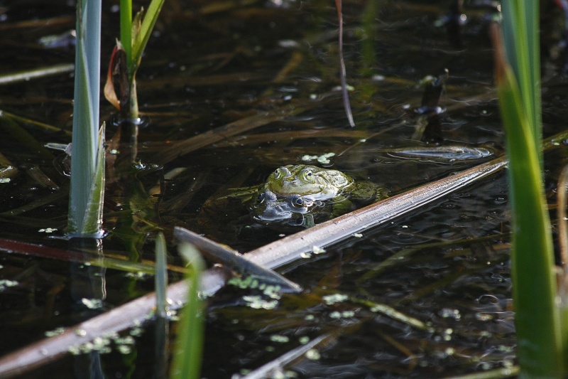 Frosch