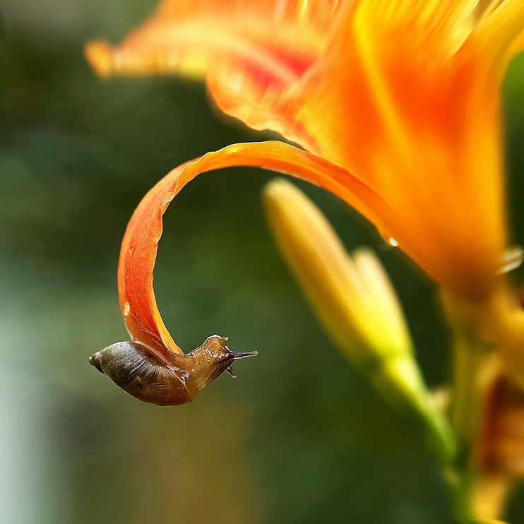 Der Aufstieg der Revolution (2008)