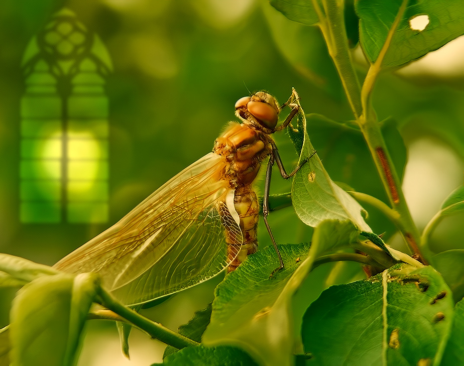 OVER BALL ... nach Hause gehen ...