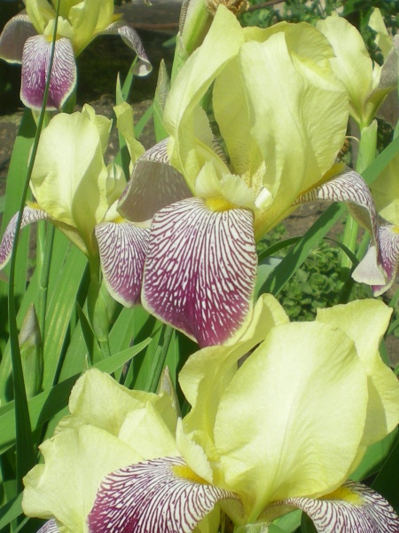 Schwertlilien Rebsorte