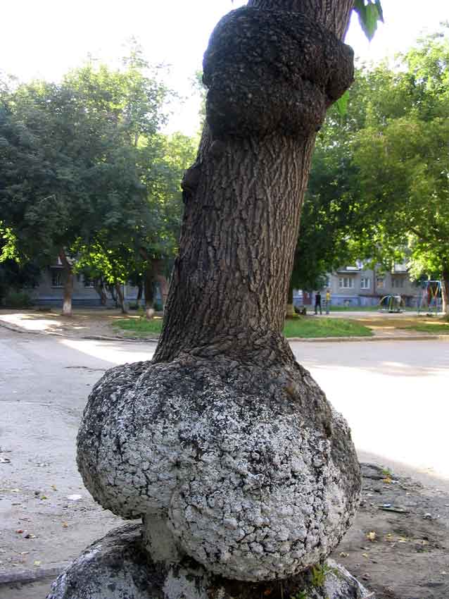 Lieblingsbaum von Sigmund Freud