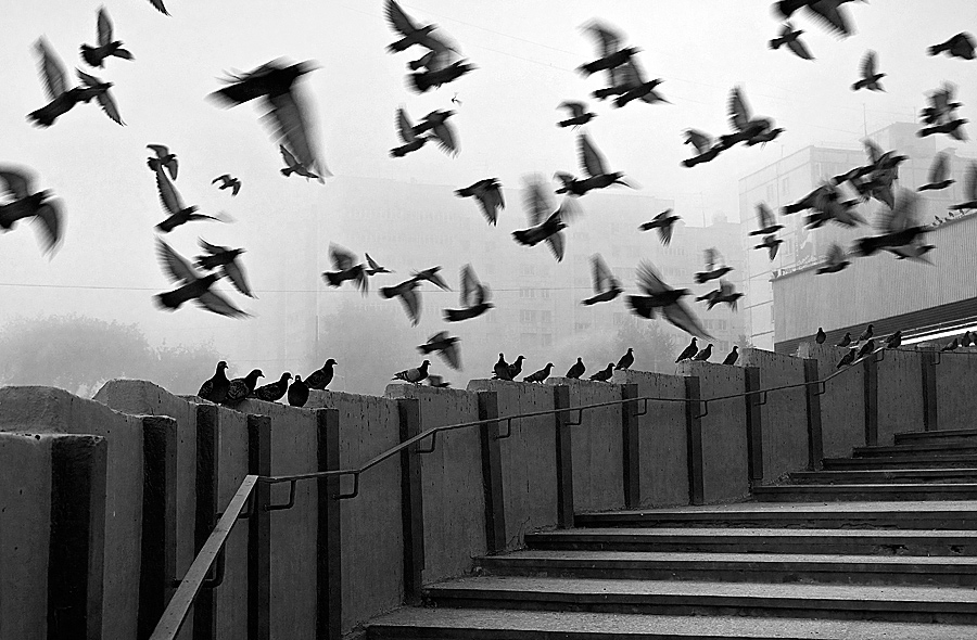 Eines Tages, nebligen Morgen ...