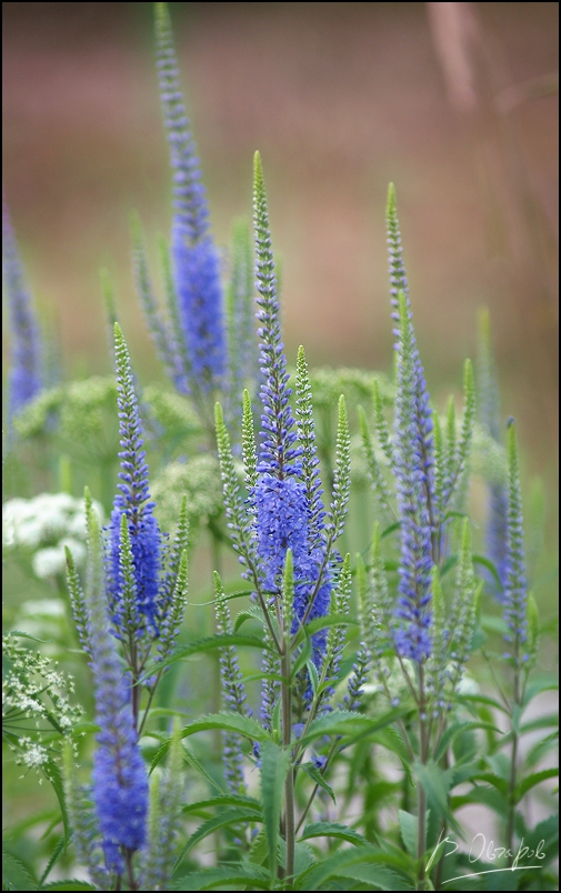 Veronica dlinnolistnaya