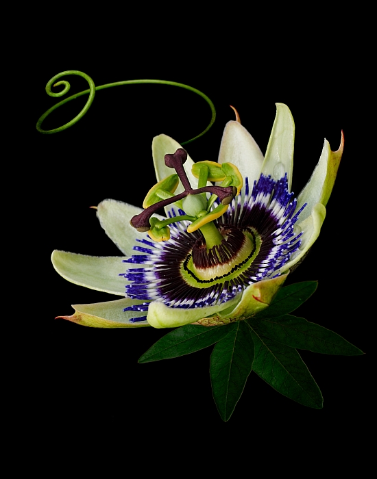 Porträt von Passiflora