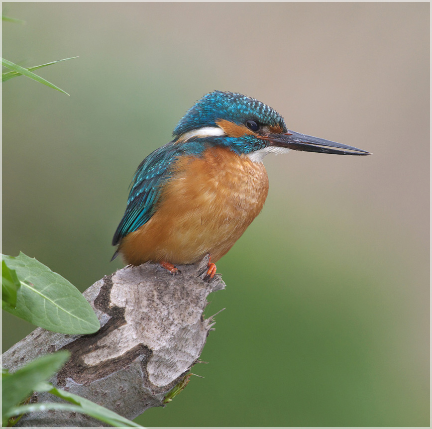 Frostborne Papagei aus Minsk