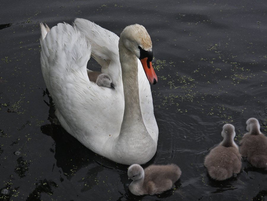 Die raffinierteste ...