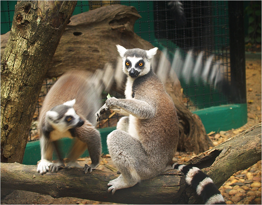 Arten der Temperamente