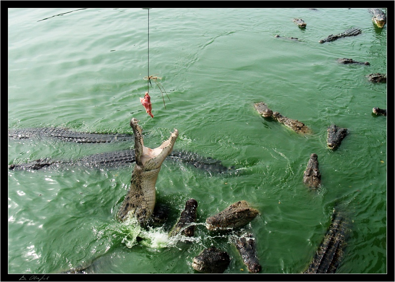 Besonderheiten der nationalen Angeln